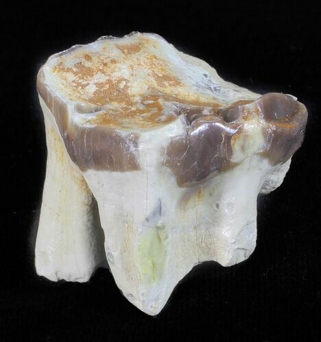 Hyracodon (Running Rhino) Tooth - South Dakota #60966